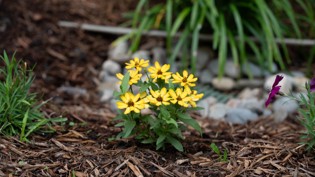 The Wellness Benefits of Gardening for Seniors